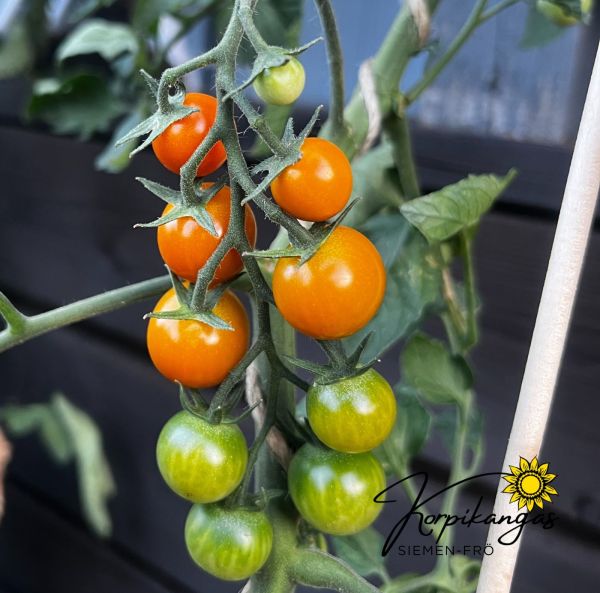 Kirsikkatomaatti Kirsikkatomaatti